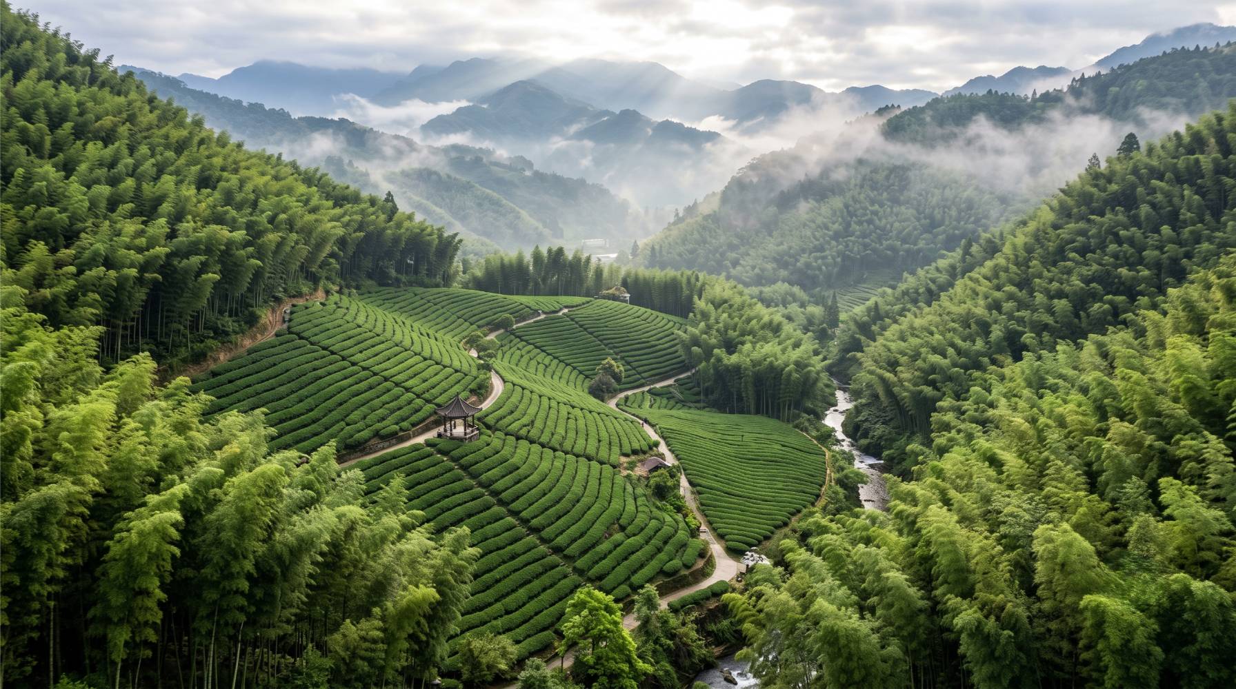 Theetuinen omringd door bamboebos in Shan Lin Xi
