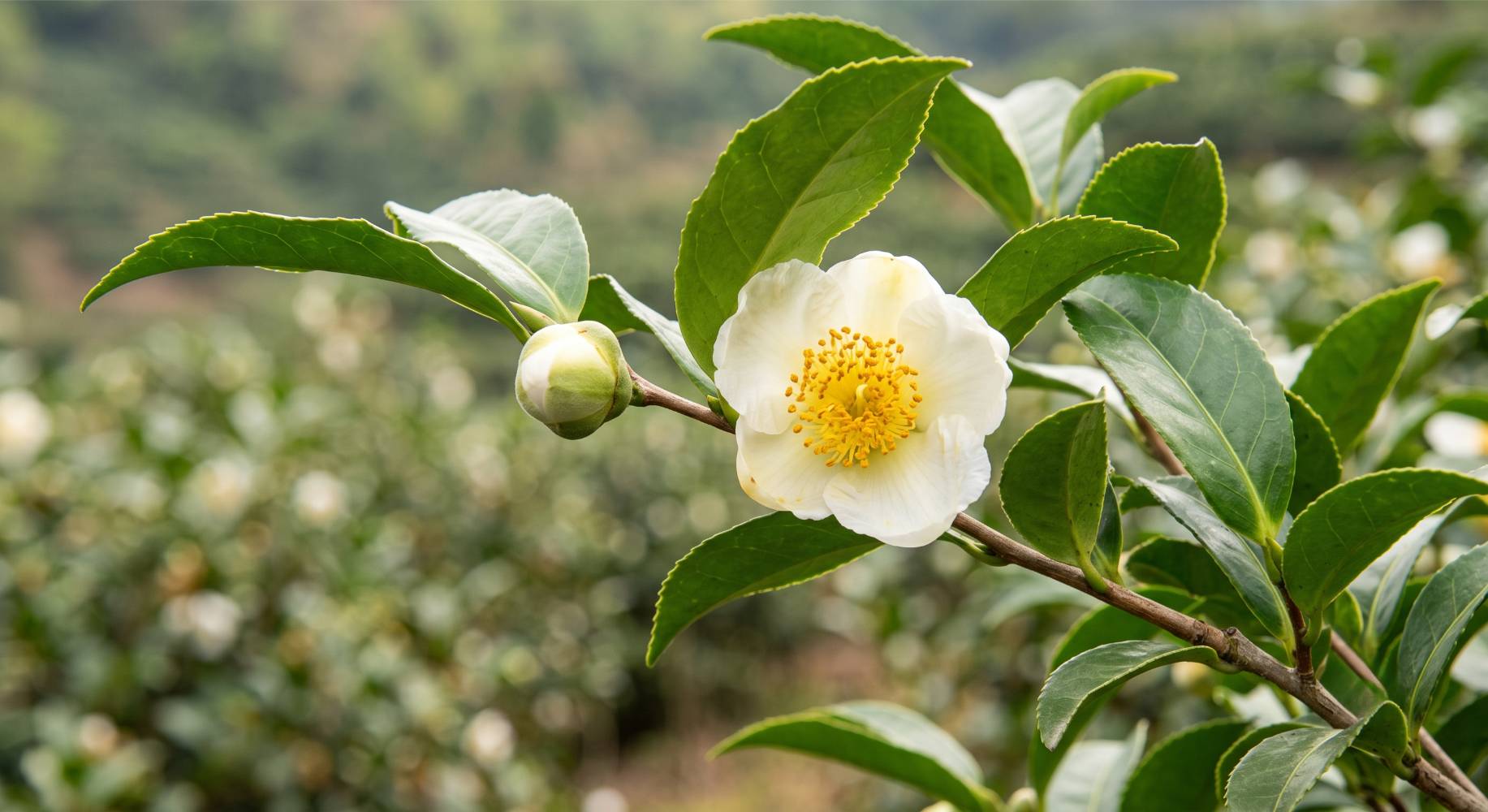 Bloeiende Camellia sinensis met knop en blad